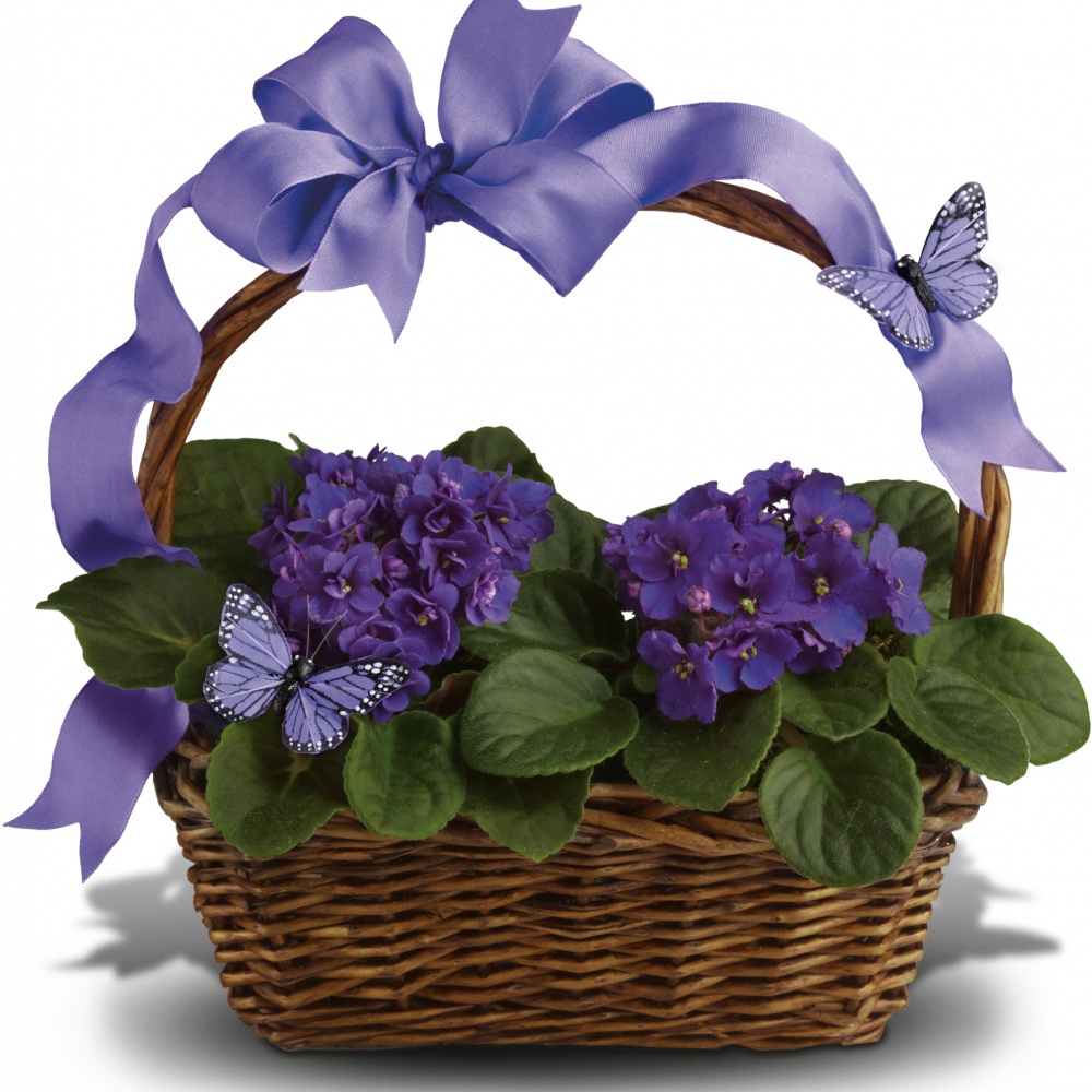 Violets And Butterflies